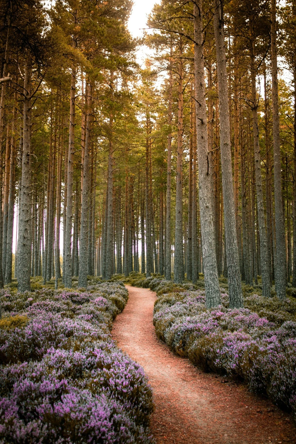 A winding path beneath tall forest trees and flowering heather